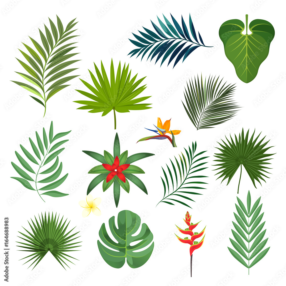 Set of exotic tropical leaves isolated vector illustration on white