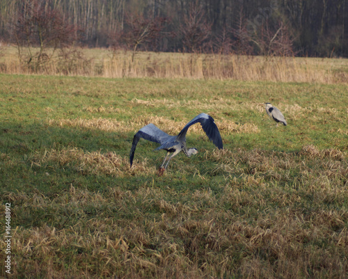 blue heron (Ardea herodias)	 photo