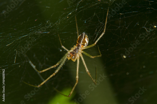 Small spider, a Linyphia species, in a web against a green background
