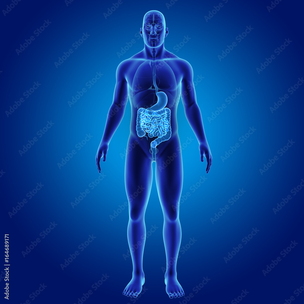 Stomach and intestine with organs anterior view Stomach and intestine with organs anterior view
