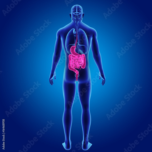 Stomach and intestine with organs posterior view © 7activestudio