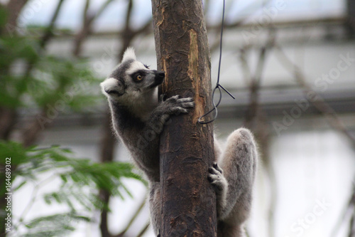 Fototapeta Naklejka Na Ścianę i Meble -  The ring-tailed lemur (Lemur catta)	