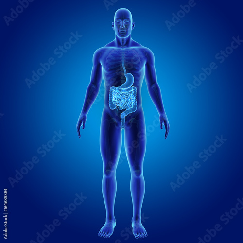 Stomach and intestine with skeleton anterior view © 7activestudio
