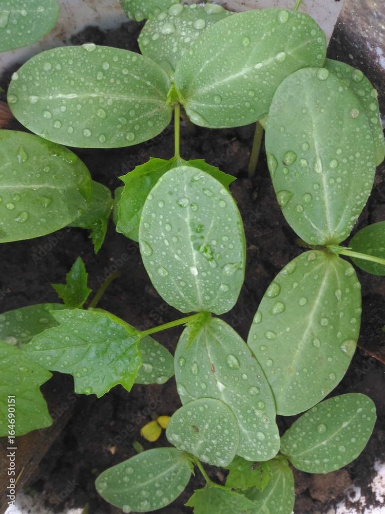 New Born Plants Leaves New Born Plants Leaves