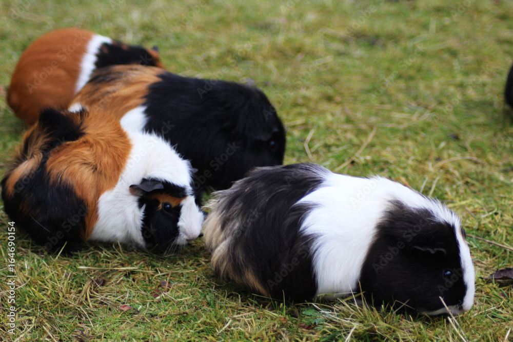 The domestic guinea pig (Cavia porcellus) The domestic guinea pig (Cavia porcellus)