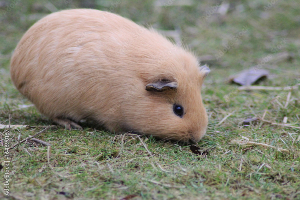 The domestic guinea pig (Cavia porcellus) The domestic guinea pig (Cavia porcellus)