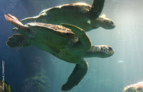 The green turtle (Chelonia Chelonia ) photo