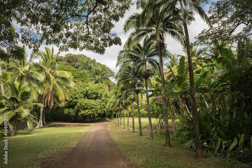 Tropical path and trail with palm trees