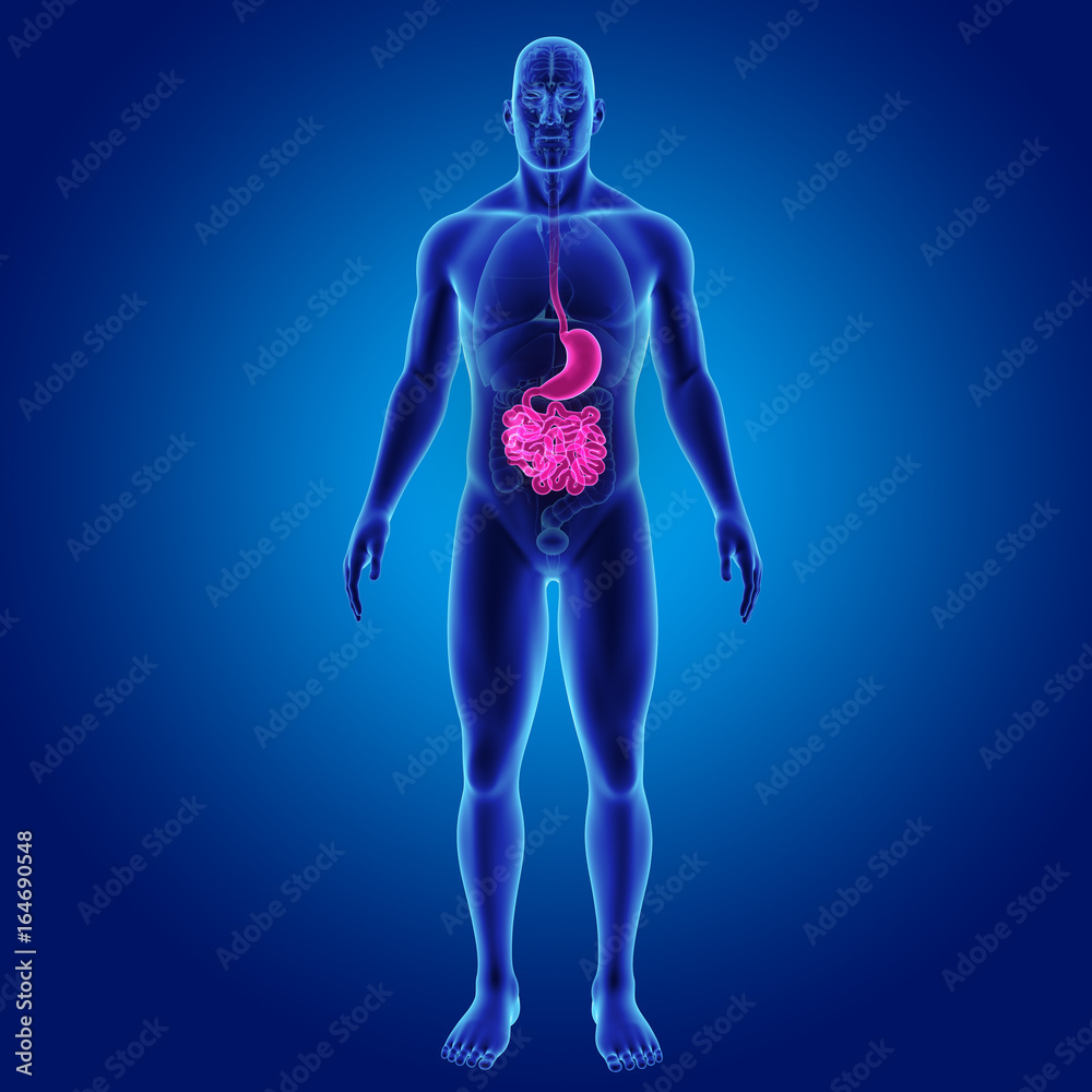Stomach and small intestine with organs anterior view Stomach and small intestine with organs anterior view