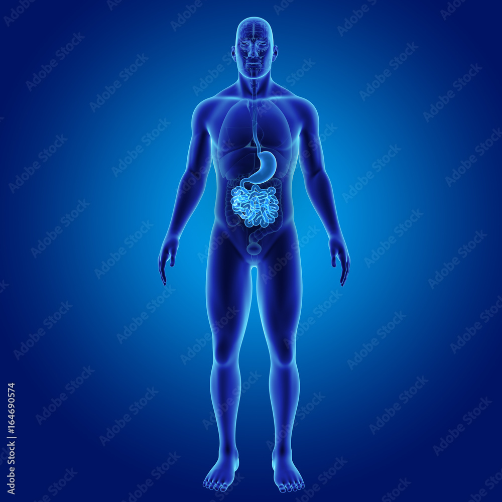 Stomach and small intestine with organs anterior view Stomach and small intestine with organs anterior view