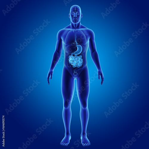 Stomach and small intestine with organs anterior view © 7activestudio