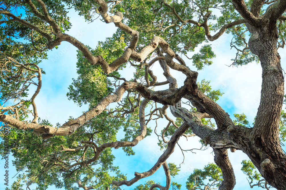Fototapeta premium Twisted Oak Limbs