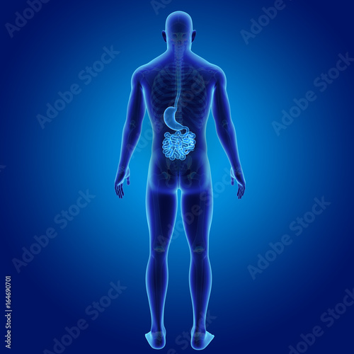Stomach and small intestine with skeleton posterior view © 7activestudio