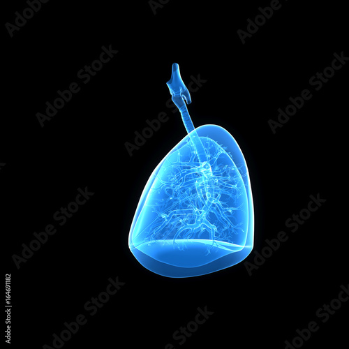 Lungs lateral view © 7activestudio