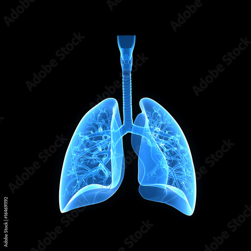 Lungs anterior view