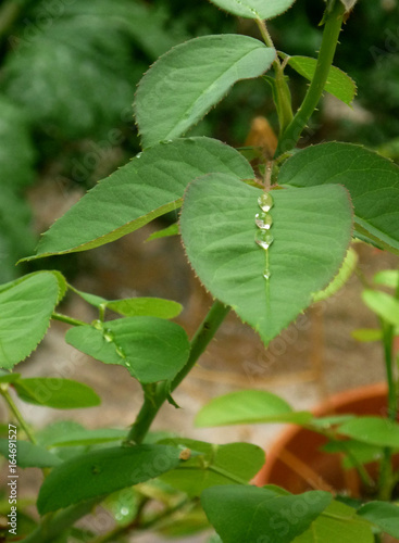 Wallpaper Mural Rain drops Torontodigital.ca