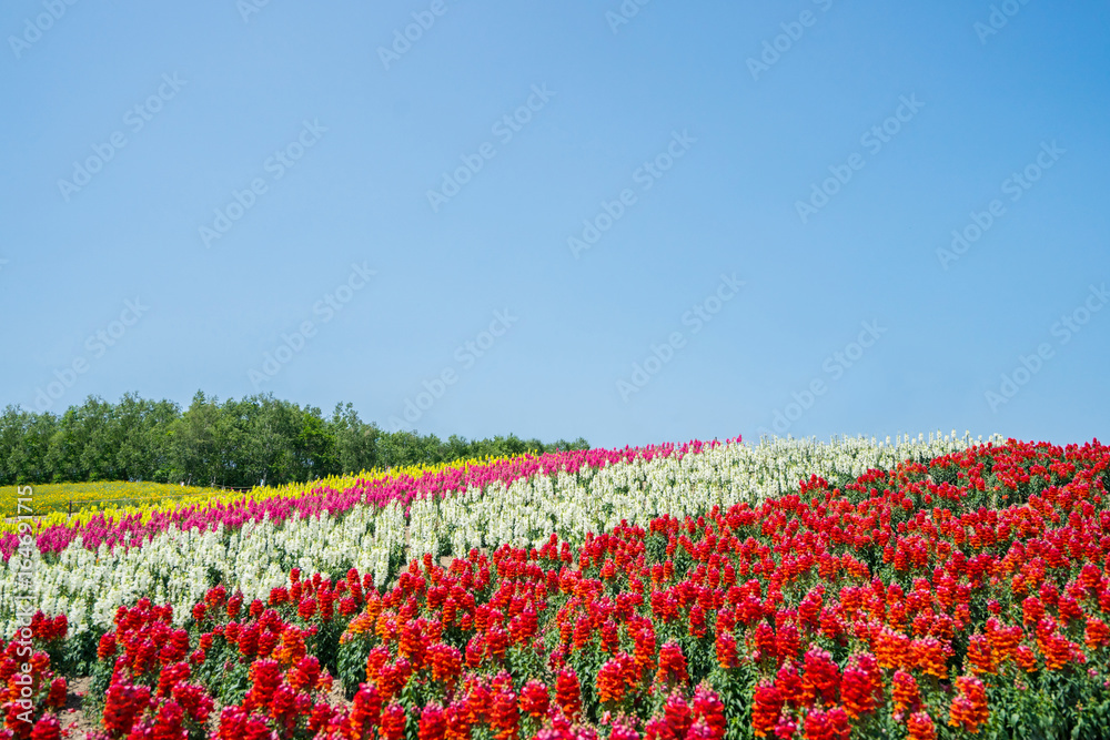 Blossoming flower fields at Hokkaido, Japan