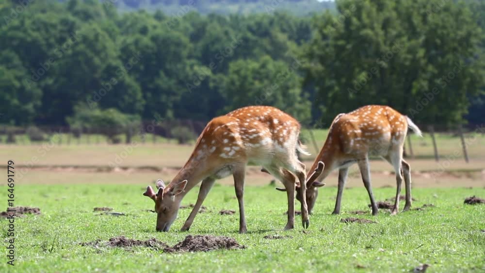 Cervus nippon deers grazing on the field of farm Cervus nippon deers grazing on the field of farm