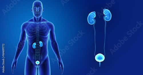 Urinary system zoom with skeleton anterior view © 7activestudio