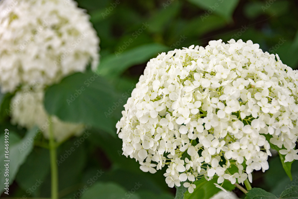 紫陽花 紫陽花