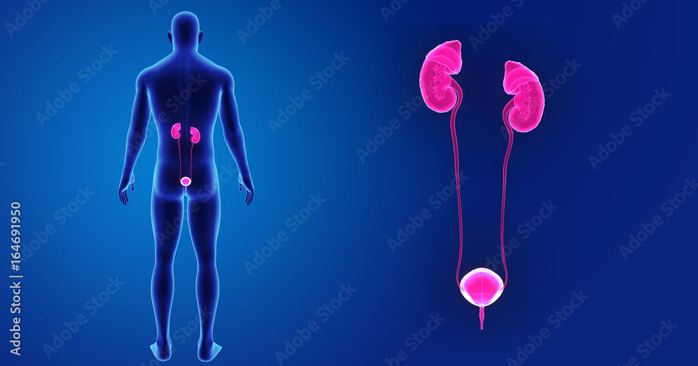 Fototapeta premium Urinary system zoom with body posterior view
