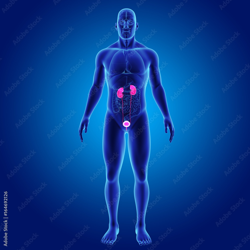 Urinary system with organs anterior view Urinary system with organs anterior view