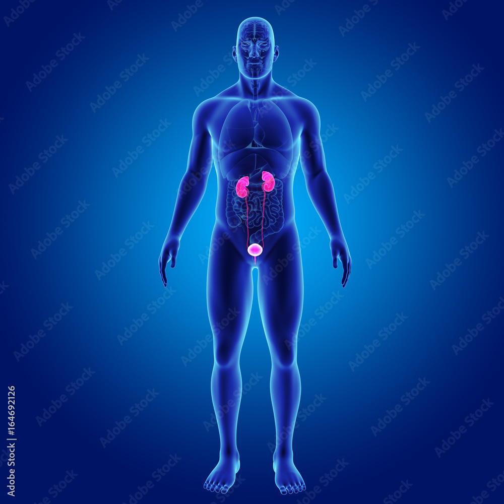 Urinary system with organs anterior view