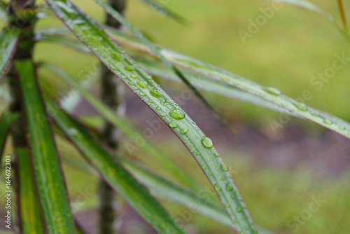 Rainwater on grass leaves