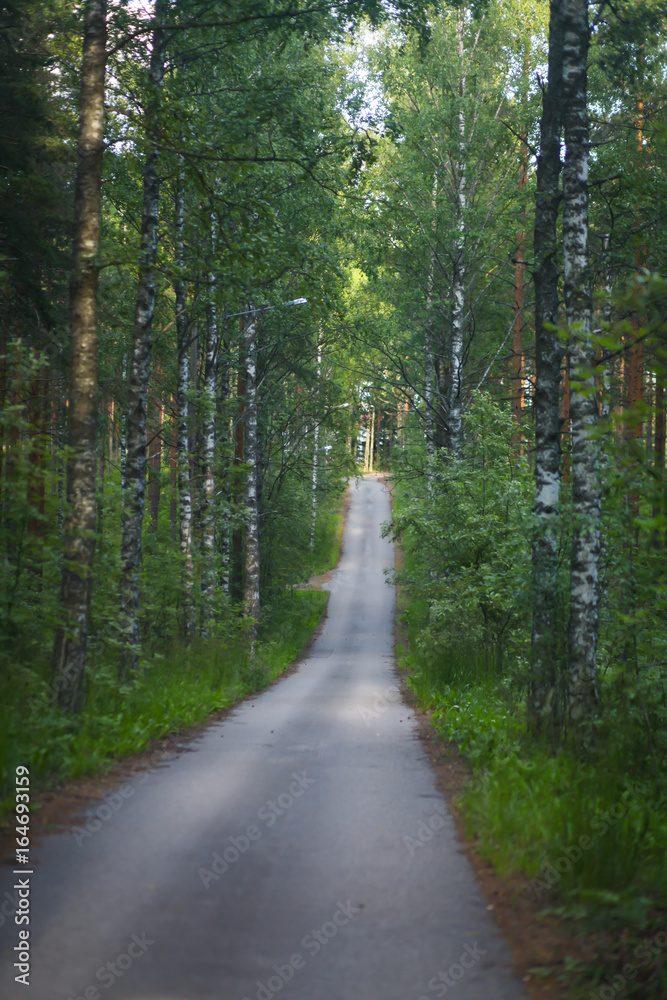 Fototapeta premium дорога в лесу