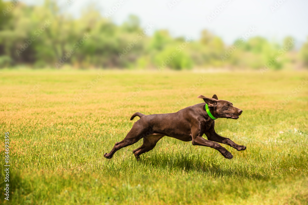 Brown hunting dog runs forward on the grass on the field on trees background