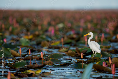 Intermediate Egret or Plumed Egret in wetlands Thale Noi, one of the country's largest wetlands covering Phatthalung, Nakhon Si Thammarat and Songkhla ,South of THAILAND.