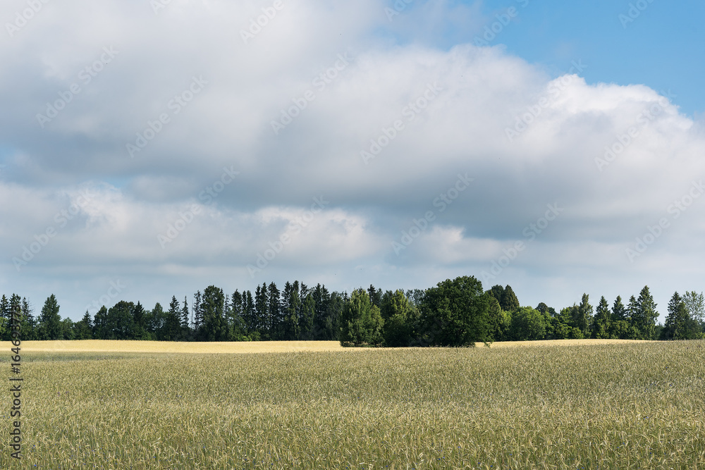 Fototapeta premium Sunlight on grain field.