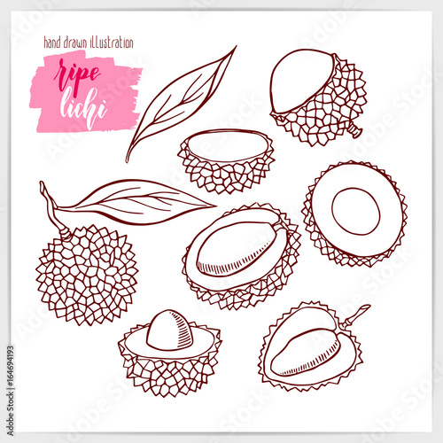 Vector illustration of hand drawn lichi fruit.