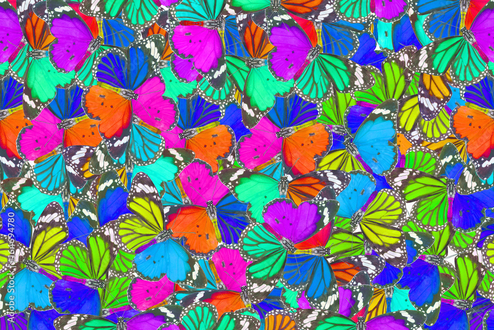 beautiful pattern abstract background texture made from colorful butterfly wings