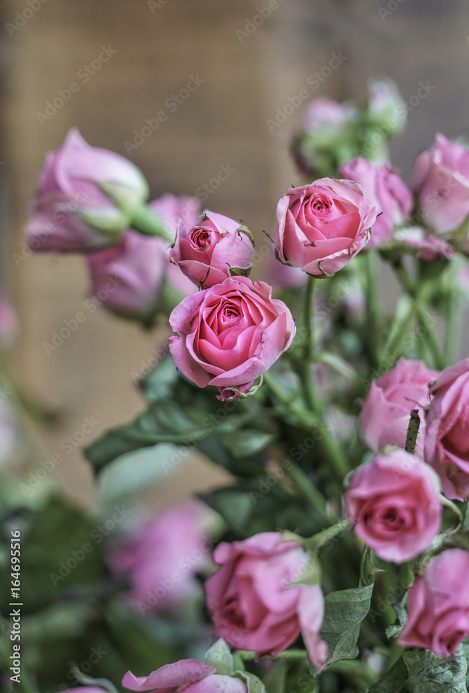 pink roses as a background