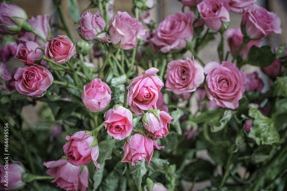 pink roses as a background