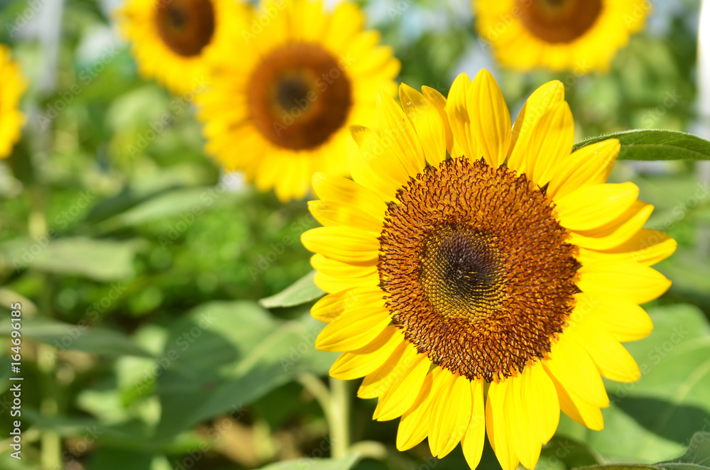 Yellow Sunflower field