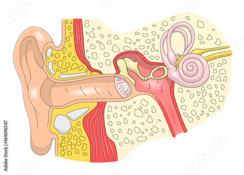 Ear structure