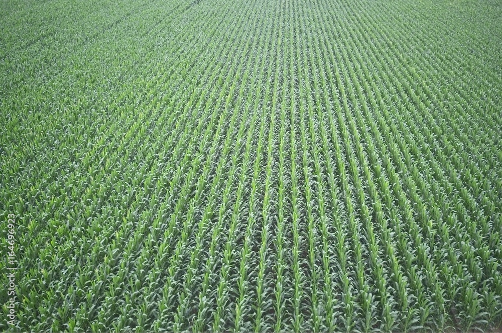 plantación de maíz