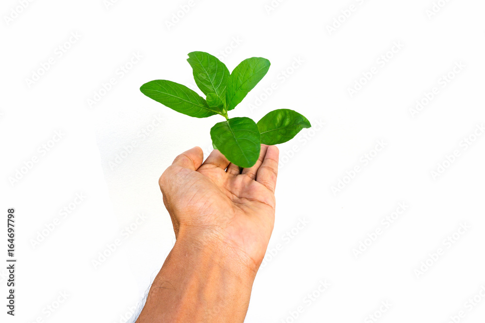 Man hand holding tree isolated on white background. Man hand holding tree isolated on white background.