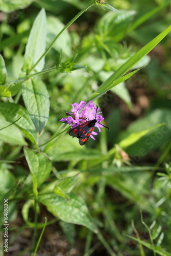 Schmetterling: Blutströpfchen (Sechsfleck-Widderchen) sitzt auf einer Blume