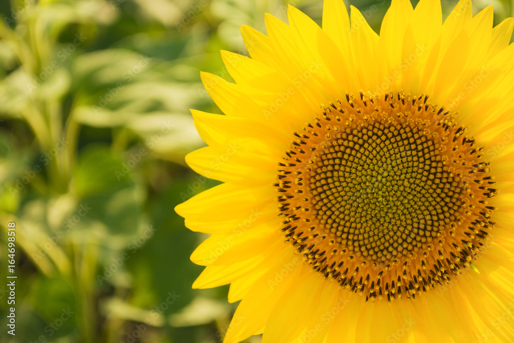 Obraz premium Sunflower field