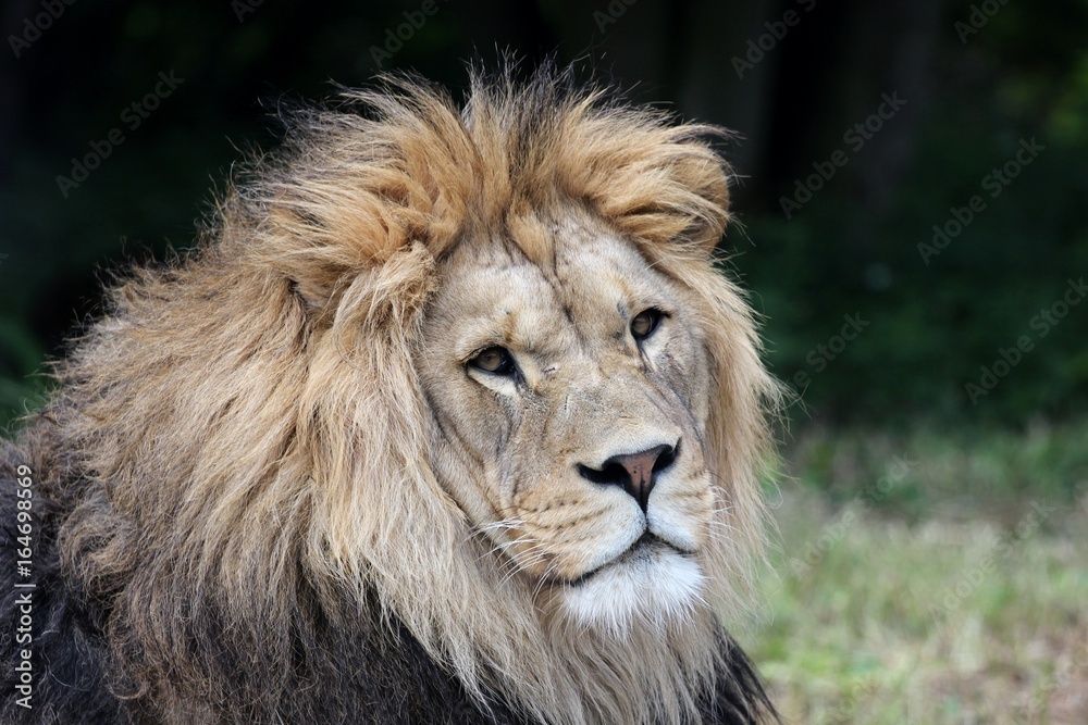 Lion portrait