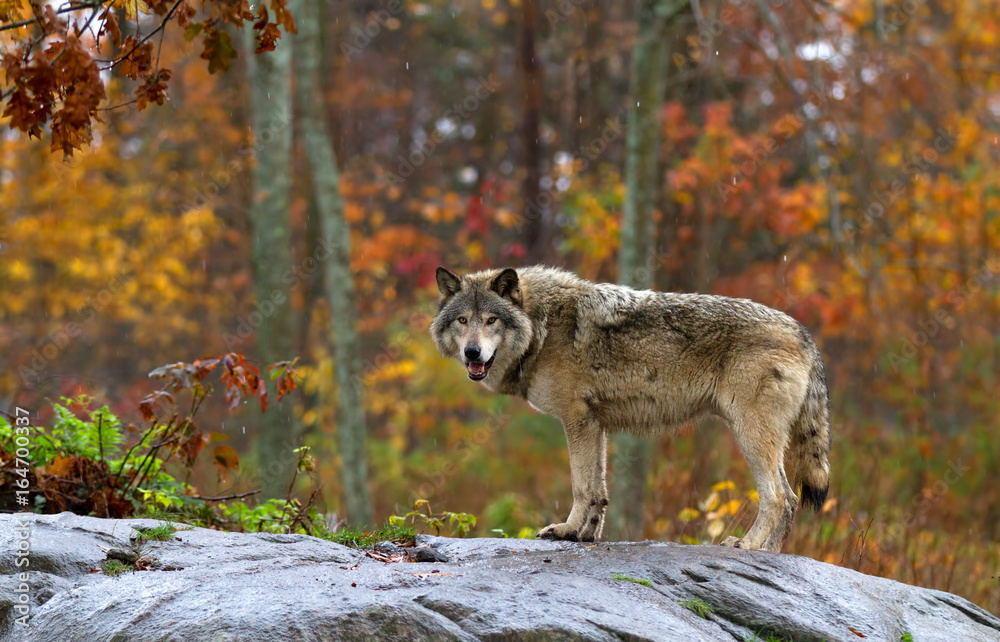 Fototapeta premium Timber wolf or Grey Wolf(Canis lupus) on top of a rock looks back on an autumn day in Canada