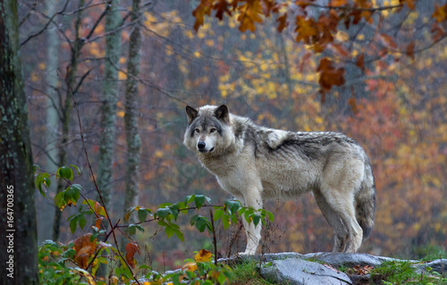 Timber wolf or Grey Wolf (Canis lupus) on top of a rocky cliff looks back on an autumn day in Canada