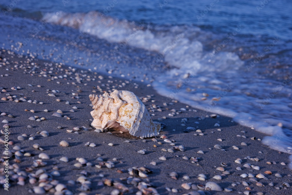 A large seashell on the seashore A large seashell on the seashore