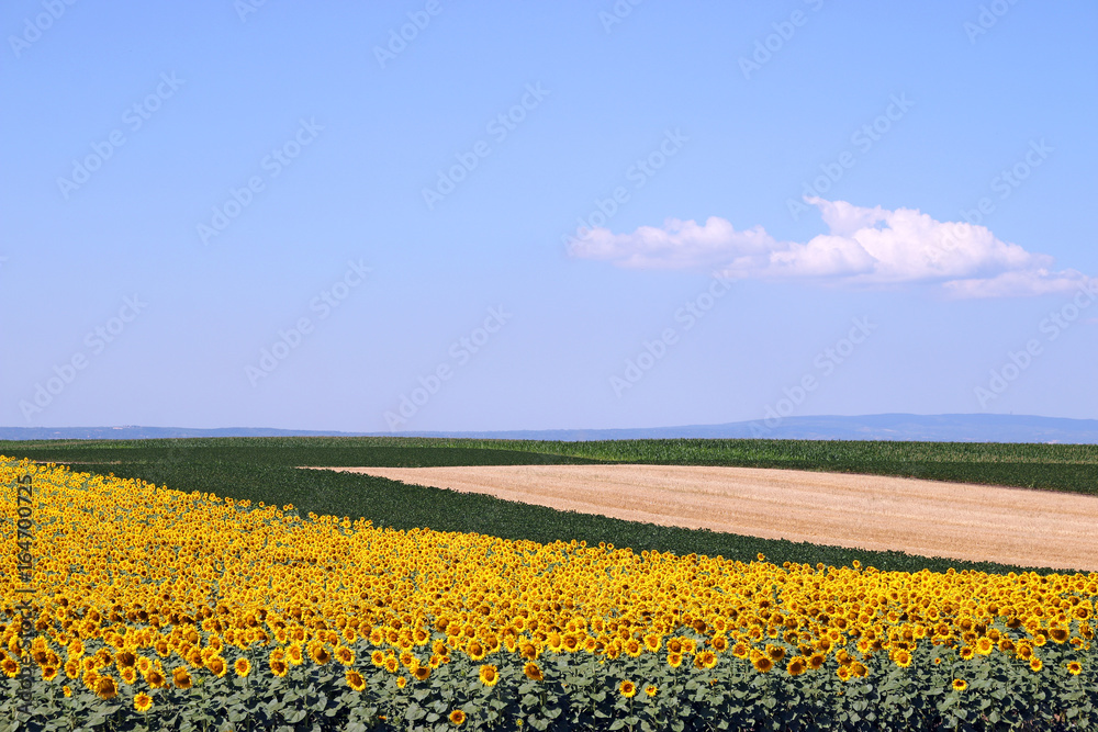 sunflower soybean and corn fields landscape