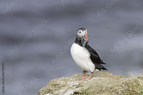 Atlantic Puffin on Grimsey Island in Iceland © Dennis Donohue