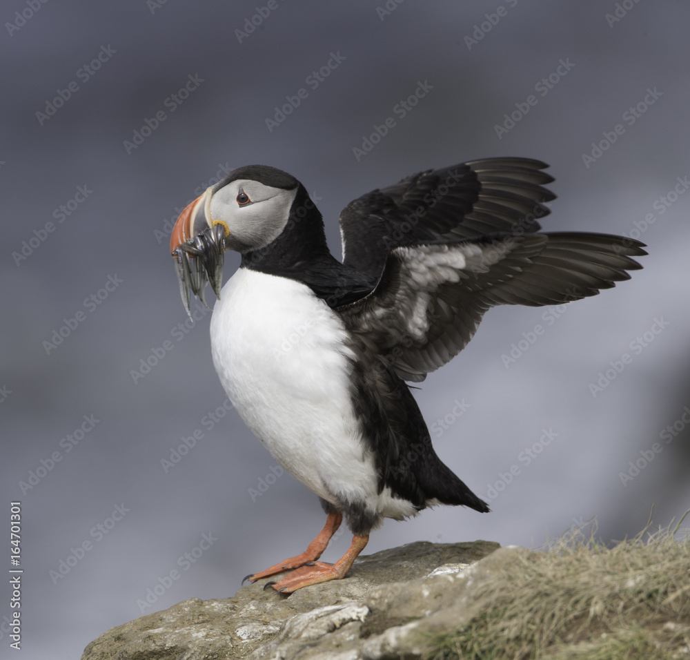 Atlantic Puffin on Grimsey Island in Iceland Atlantic Puffin on Grimsey Island in Iceland