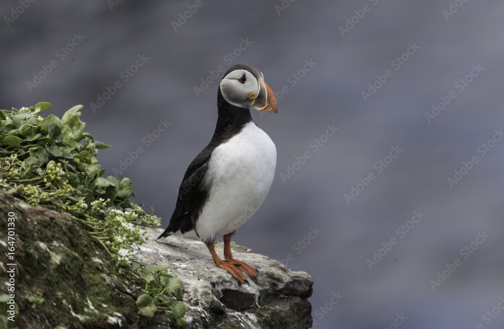 Obraz premium Atlantic Puffin on Grimsey Island in Iceland